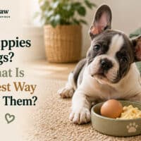 Can Puppies Eat Eggs and What Is the Safest Way to Serve Them?