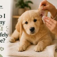 How Do I Clean My Puppy’s Ears Safely at Home?