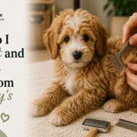 How Do I Prevent and Remove Mats From a Puppy’s Fur?