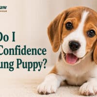 How Do I Build Confidence in a Young Puppy?