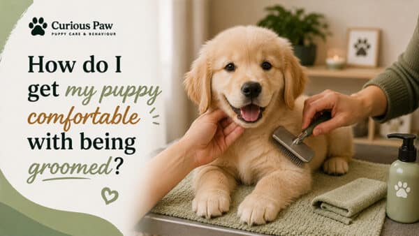 How Do I Get My Puppy Comfortable With Being Groomed?