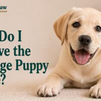 How Do I Survive the Teenage Puppy Phase?