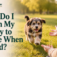 How Do I Teach My Puppy to Come When Called?