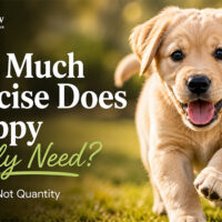 How Much Exercise Does a Puppy Really Need?