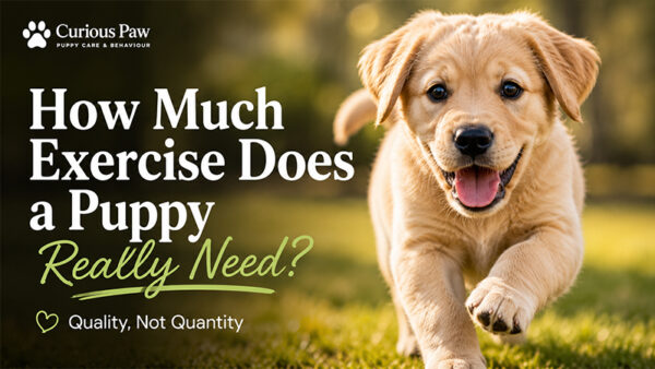 How Much Exercise Does a Puppy Really Need?