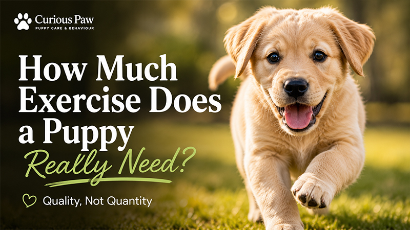 How Much Exercise Does a Puppy Really Need?