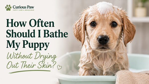 How Often Should I Bathe My Puppy Without Drying Out Their Skin?