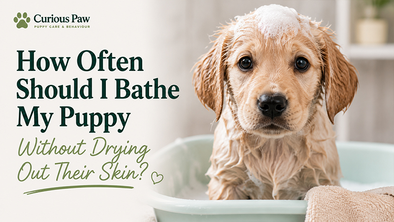 How Often Should I Bathe My Puppy Without Drying Out Their Skin?