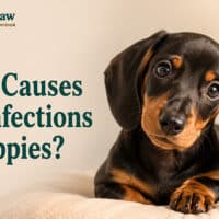 What Causes Ear Infections in Puppies?