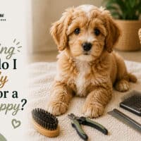 What Grooming Tools Do I Actually Need for a New Puppy?