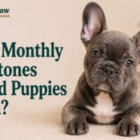 What Monthly Milestones Should Puppies Reach?