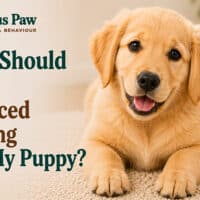 When Should I Start Advanced Training With My Puppy?