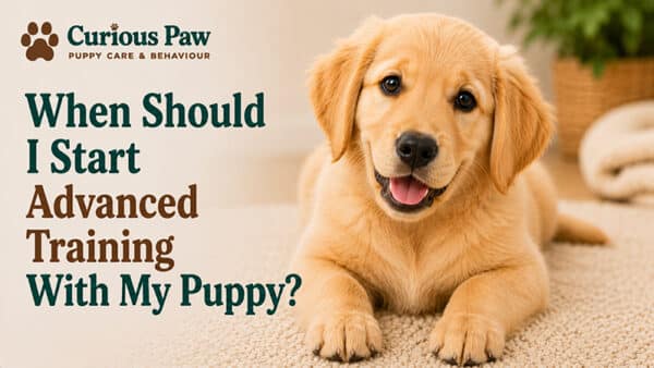 When Should I Start Advanced Training With My Puppy?