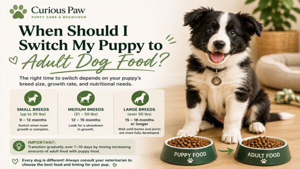 When Should I Switch My Puppy to Adult Dog Food?