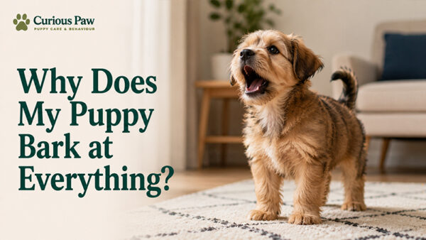 Why Does My Puppy Bark at Everything?