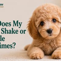 Why Does My Puppy Shake or Tremble Sometimes?