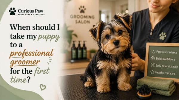 When Should I Take My Puppy to a Professional Groomer for the First Time?