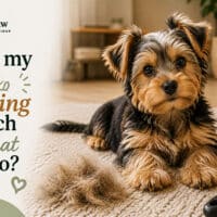 Why Is My Puppy Shedding So Much and What Can I Do?