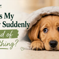 Why Is My Puppy Suddenly Scared of Everything?