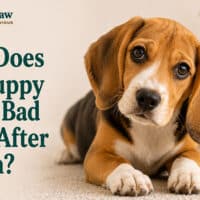 Why Does My Puppy Smell Bad Even After a Bath?