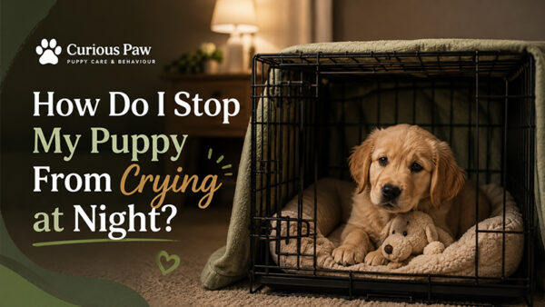 How Do I Stop My Puppy From Crying at Night?