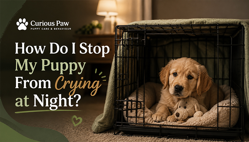 How Do I Stop My Puppy From Crying at Night?