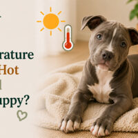 What Temperature Is Too Hot or Cold for a Puppy?