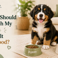 When Should I Switch My Puppy to Adult Dog Food?